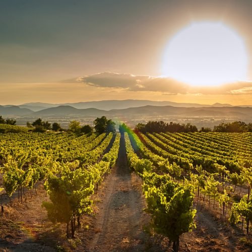 Vineyard at sunset. A plantation of grapevines. Hilly mediterranean landscape, south France, Europe